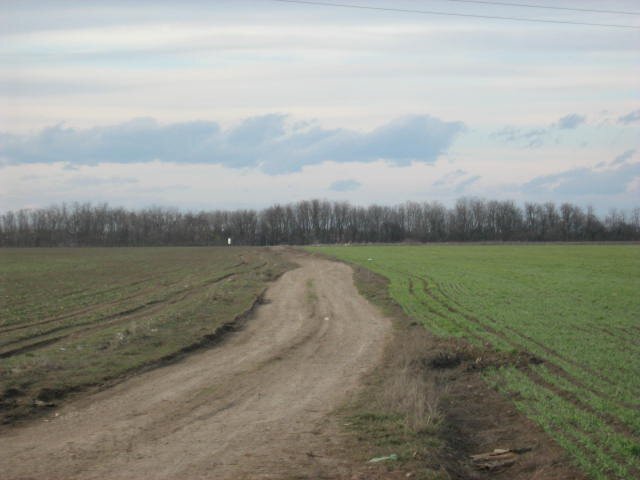 Belciugatele