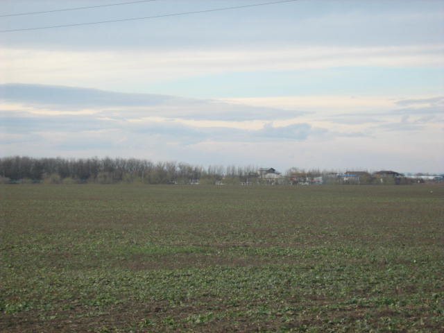 Belciugatele